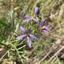 Слика од Solanum angustifidum Bitter