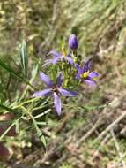 Слика од Solanum angustifidum Bitter