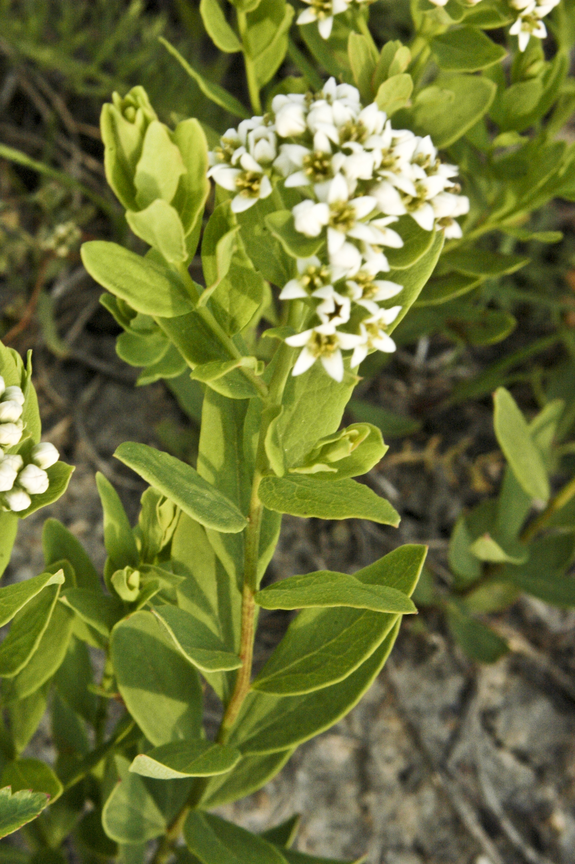 Bastard Toadflax Media Encyclopedia Of Life