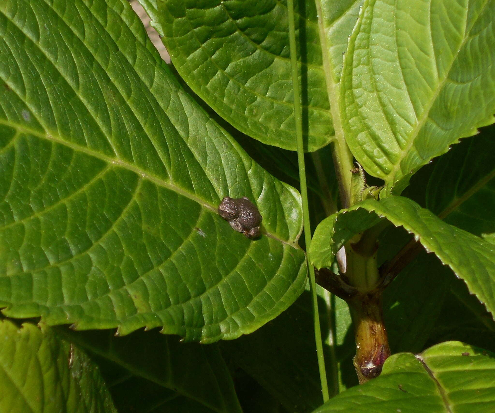 Image of Bromeliohyla Faivovich, Haddad, Garcia, Frost, Campbell & Wheeler 2005