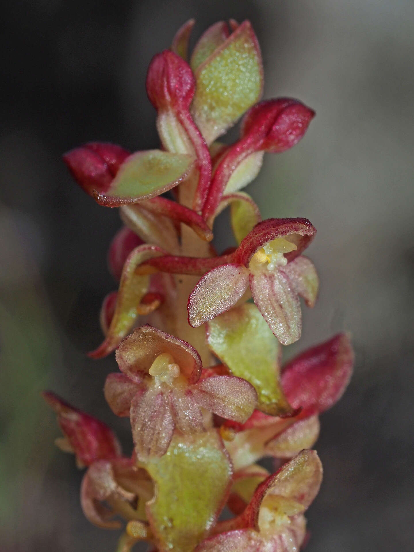 Satyrium pygmaeum Sond. resmi