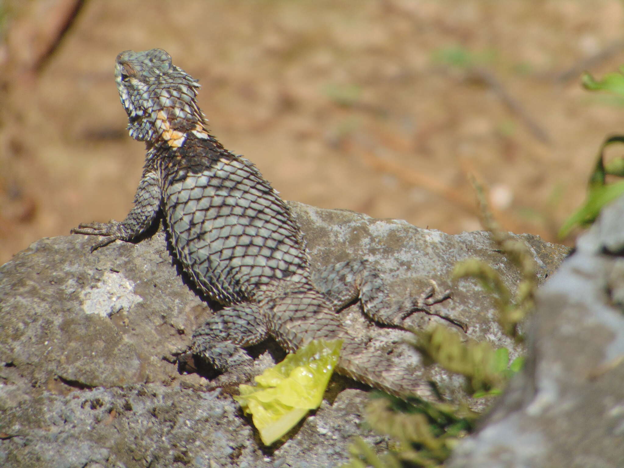 Image of Sceloporus torquatus binocularis Dunn 1936