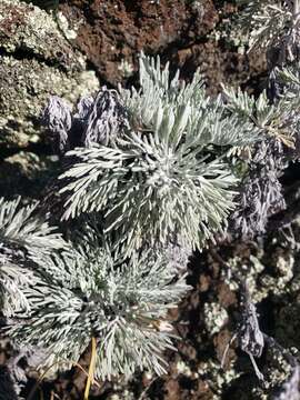 Image of Maui wormwood