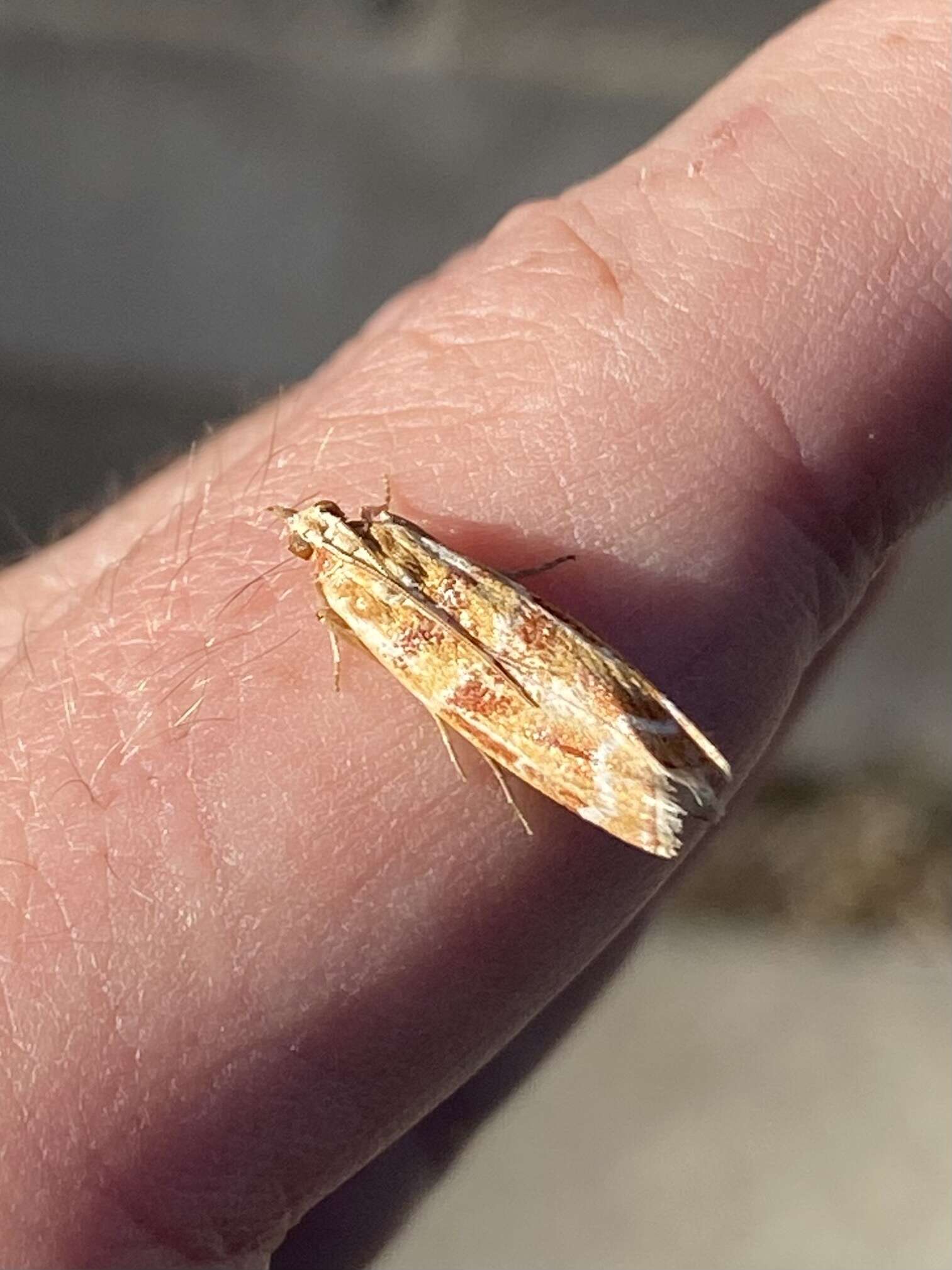 Image of Ponderosa Pine Coneworm Moth