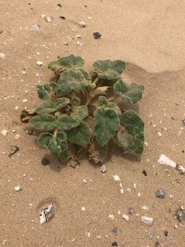 Image of sanddune unicorn-plant