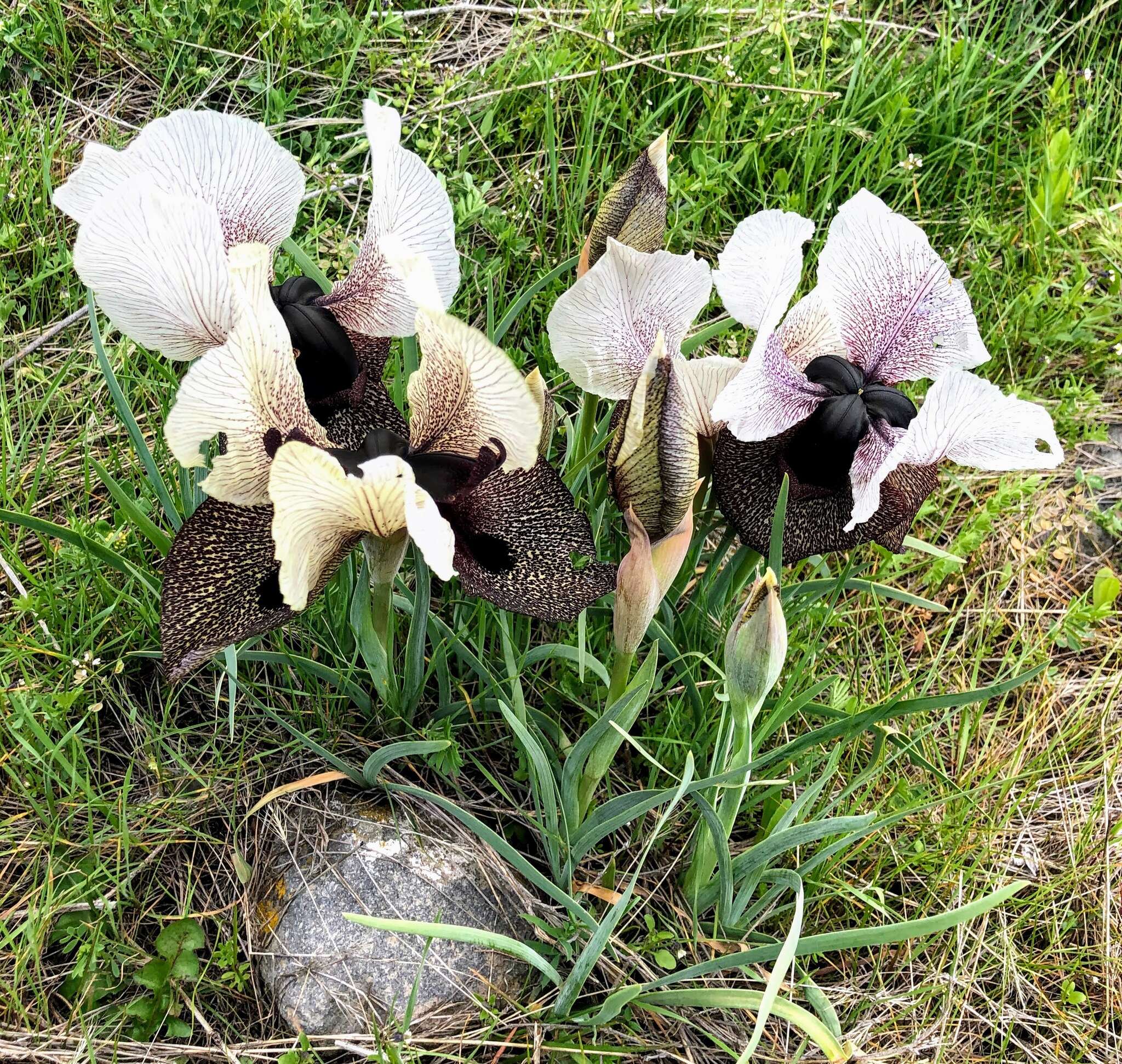 Image of Iris iberica Steven