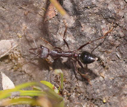 Image of Myrmecia forficata (Fabricius 1787)