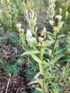 Image of Labrador Indian paintbrush