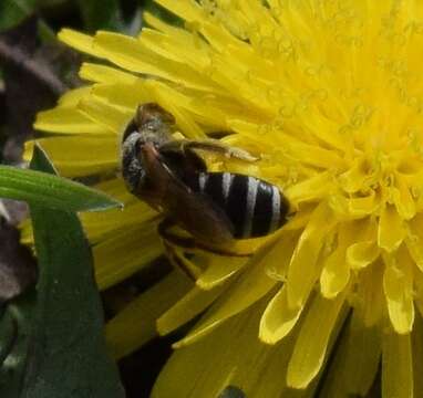 Image of Halictus ligatus Say 1837