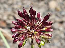 Image of Allium fuscoviolaceum Fomin