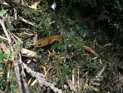 Image of Van Dyke's Salamander