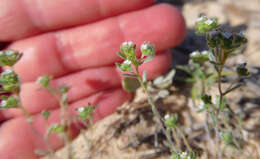 Plancia ëd Eremocarya micrantha (Torr.) Greene