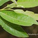 Image of Salix fulvopubescens Hayata