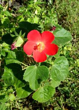 Image of heartleaf rosemallow