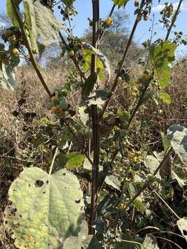 Imagem de Abutilon angulatum (Guill. & Perr.) Mast.