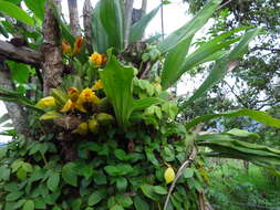 Image of Lycaste crinita Lindl.