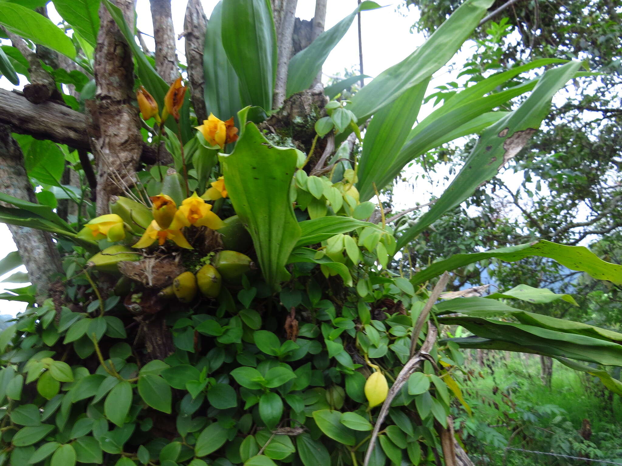 Image of Lycaste crinita Lindl.