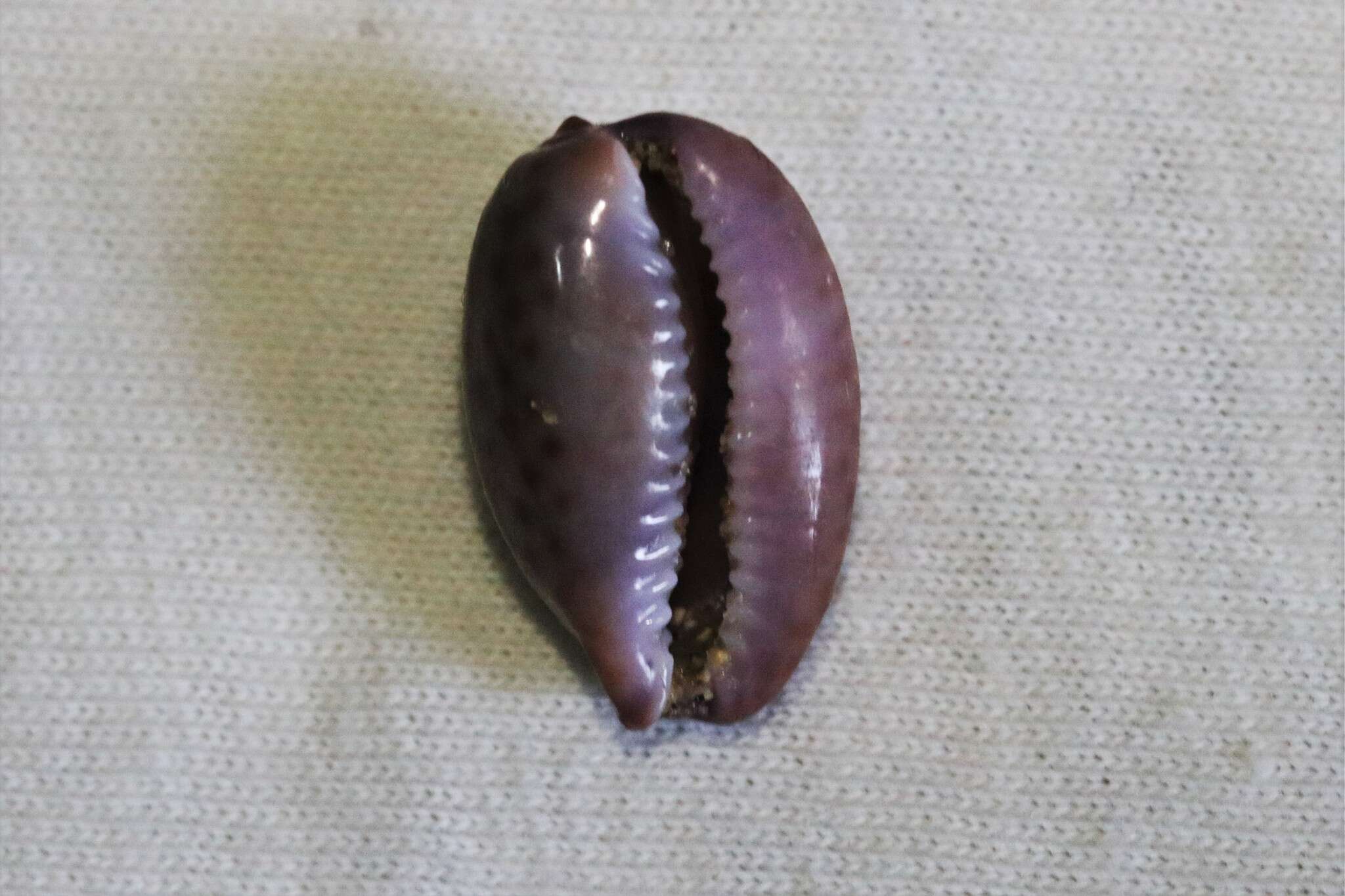 Image of Cowrie