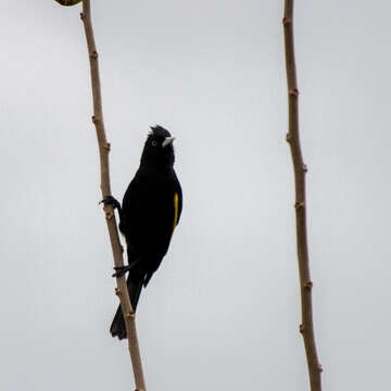 Image of Golden-winged Cacique