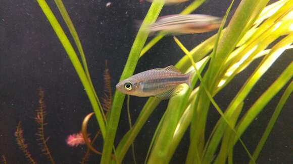 Image of Utchee rainbowfish