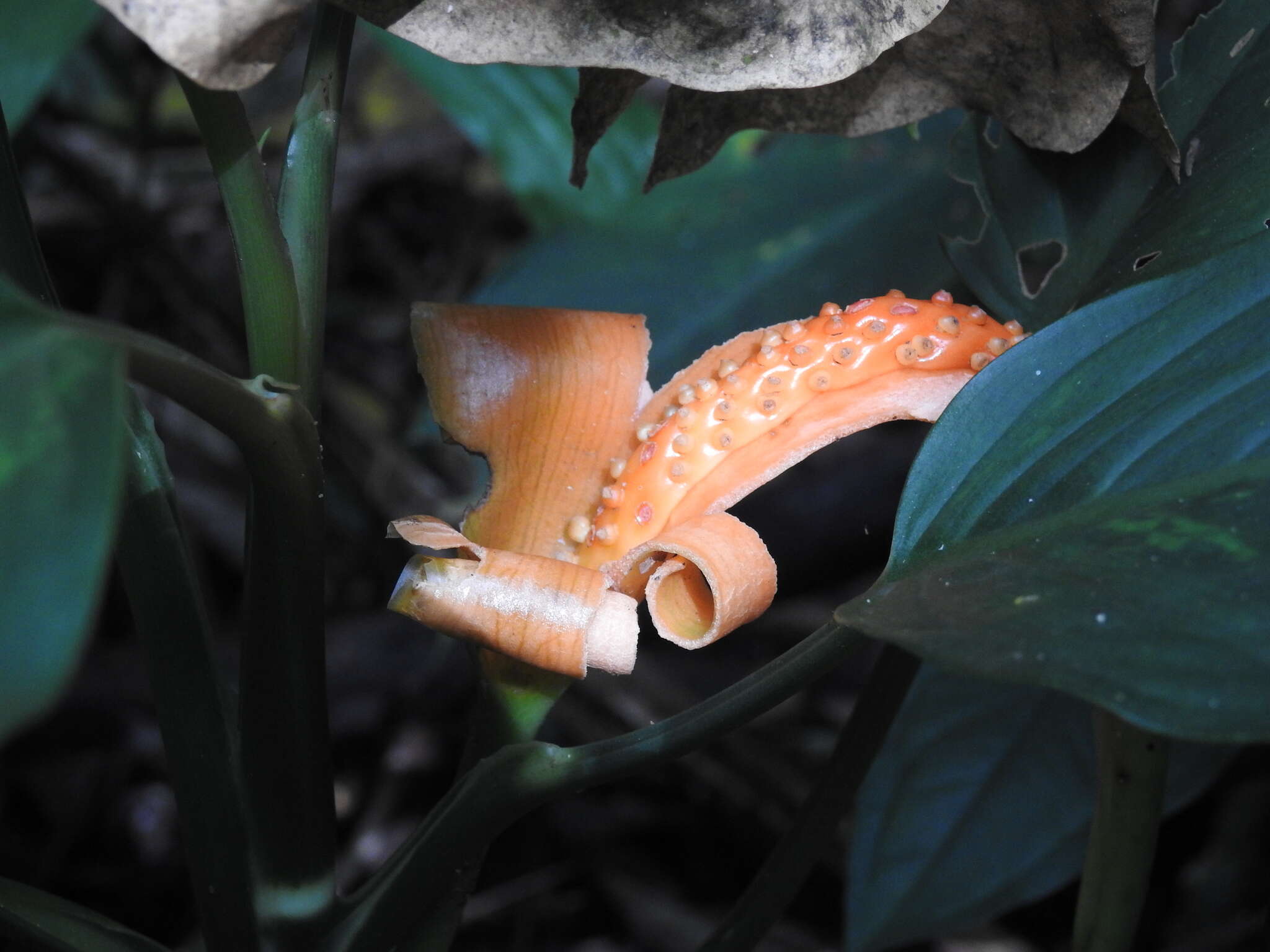 Image of Dieffenbachia oerstedii Schott