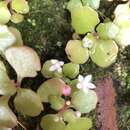 Image of Crassula capensis var. promontorii (Schönl. & Bak. fil.) Tölken