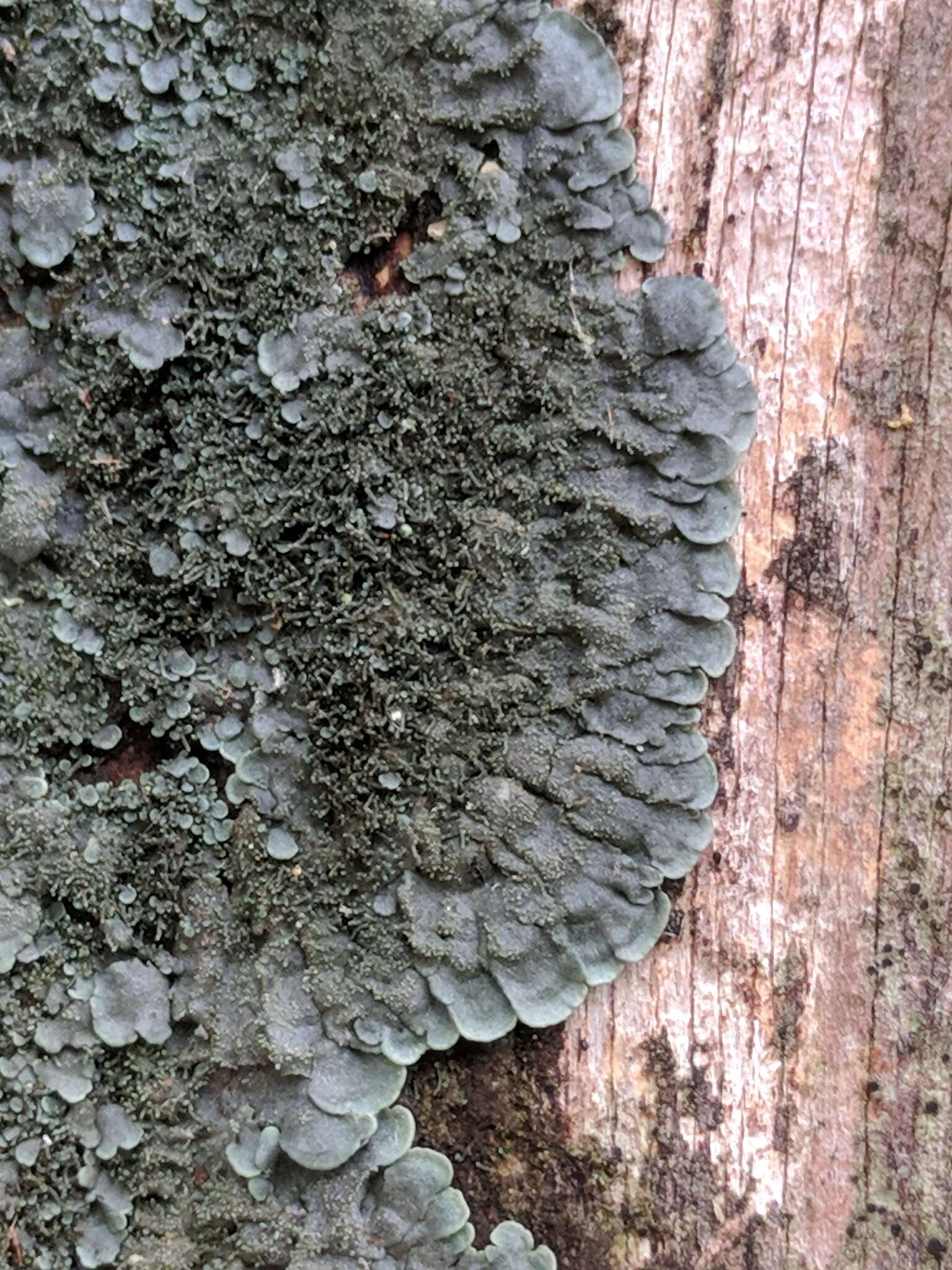 Image of coccocarpia lichen