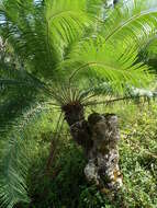 Image of Cycad