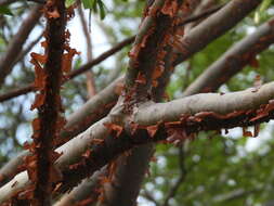 Plancia ëd Bursera crenata P. G. Wilson