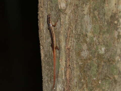 Image of Lipinia microcerca