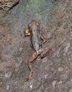 Image of Mount Nimba Viviparous Toad