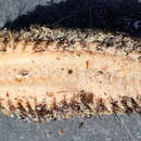 Image of Southern sea mouse