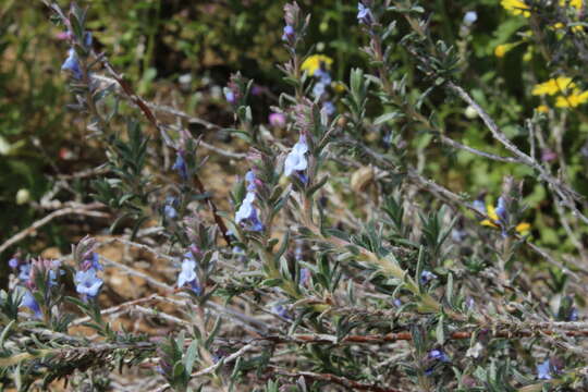 Image of Echiochilon fruticosum Desf.