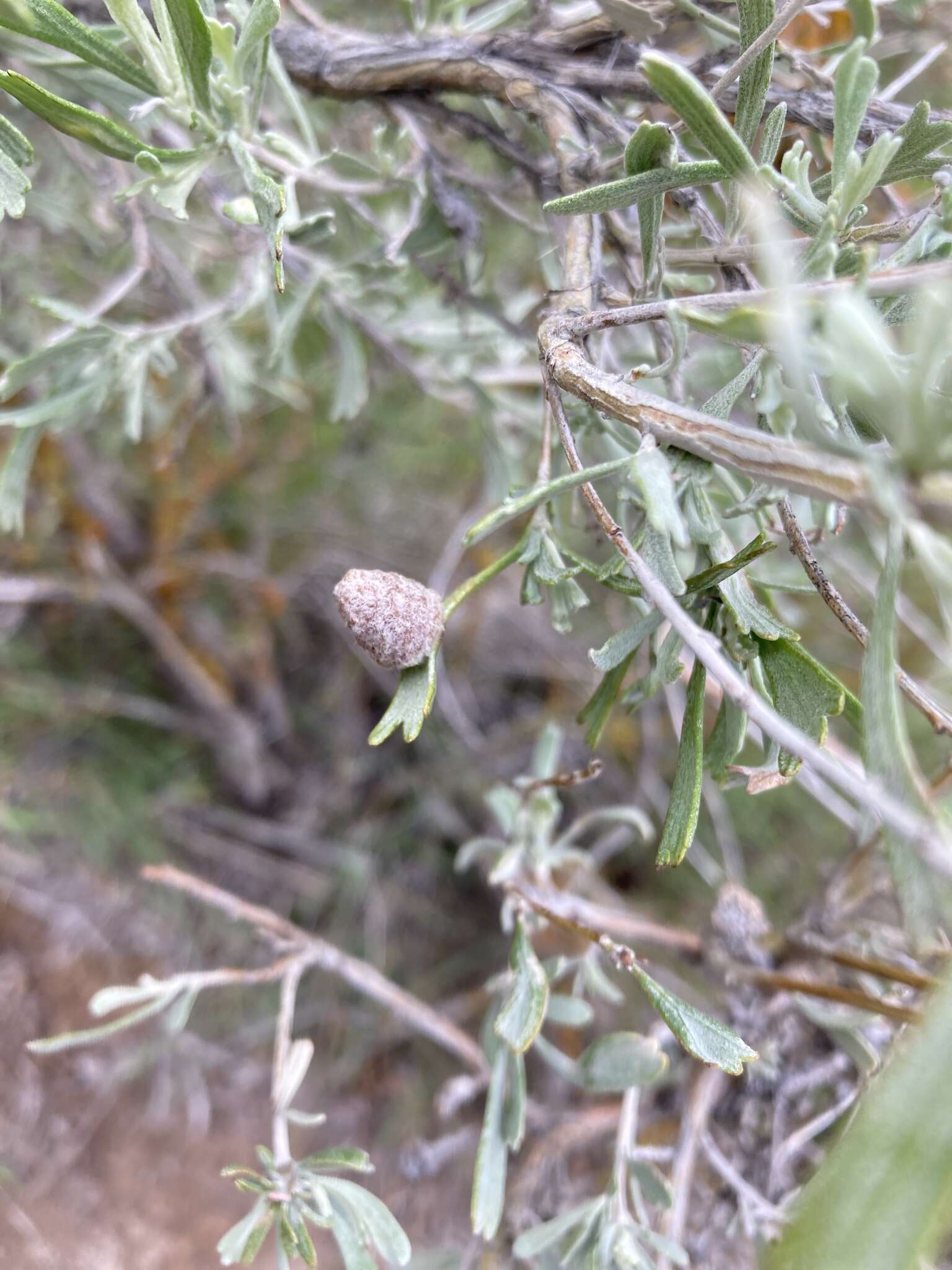 Imagem de Rhopalomyia hirtipomum Gagne 1985