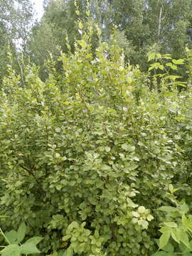 Image of Shrubby Birch