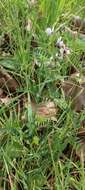 Image of hairy yellow vetch