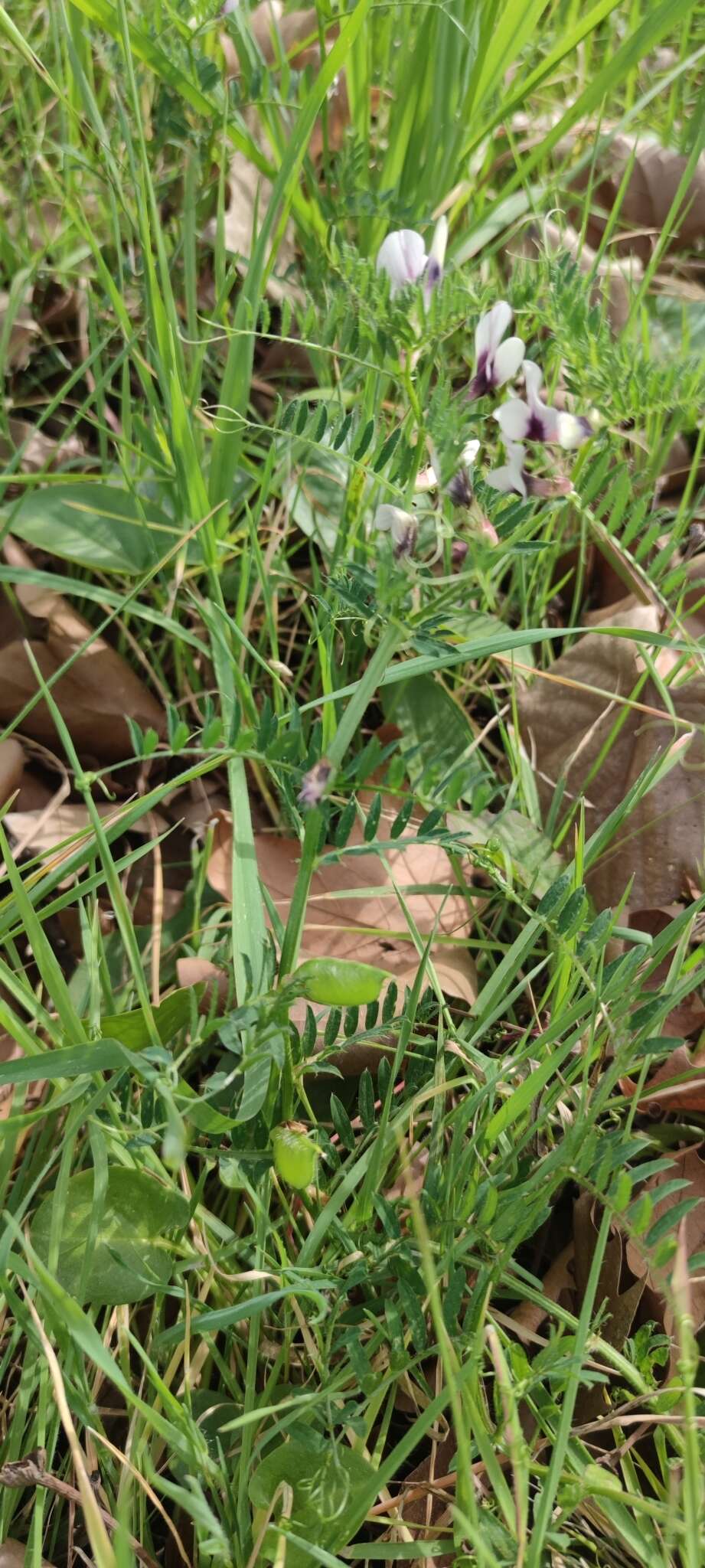 Imagem de Vicia lutea subsp. vestita (Boiss.) Rouy