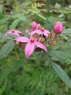 Image of Soft Boronia