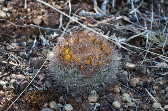 Слика од Rebutia neocumingii subsp. pulquinensis (Cárdenas) D. R. Hunt