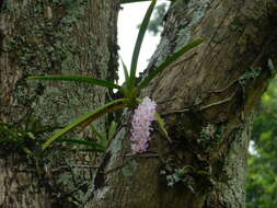 Слика од Rhynchostylis retusa (L.) Blume