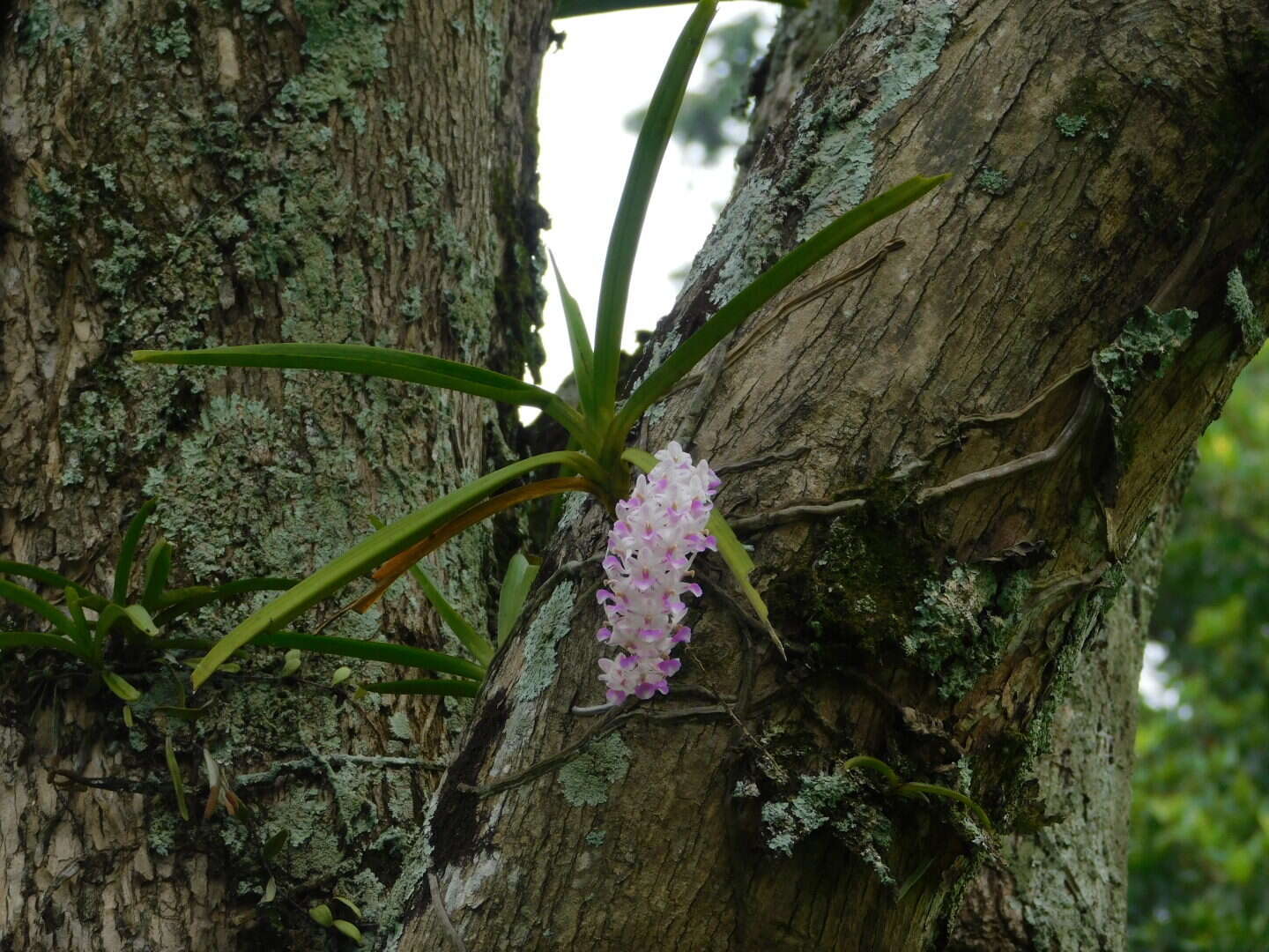 Слика од Rhynchostylis retusa (L.) Blume