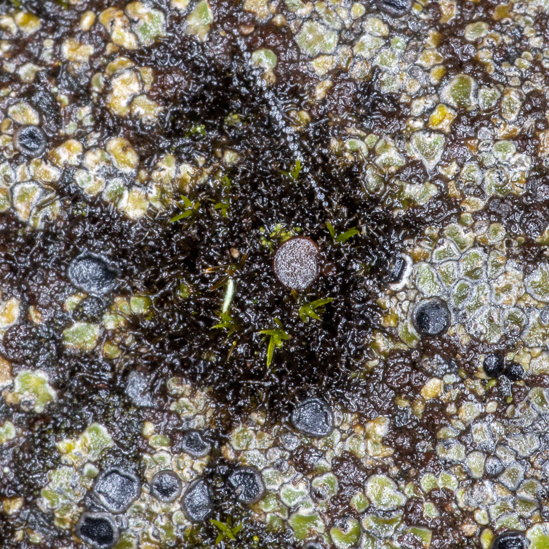 Image of Woollybear lichens