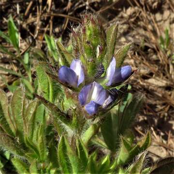 Image of Lupinus bracteolaris Desr.