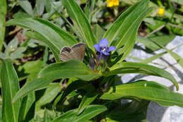 Image of Gentiana cruciata subsp. cruciata