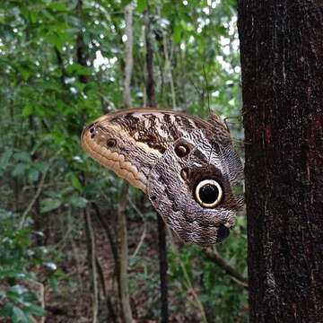 Image of Caligo teucer Linnaeus 1758