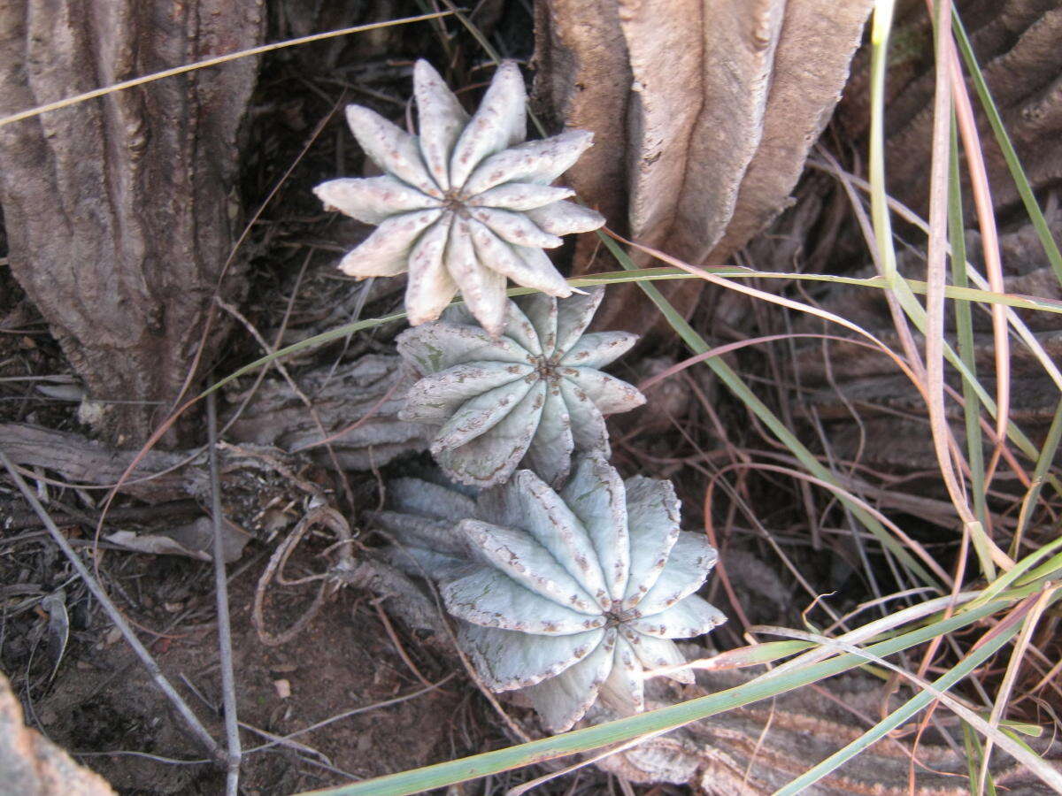 Image of Euphorbia polygona Haw.