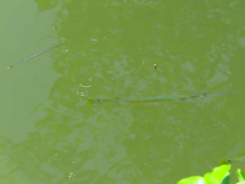 Image of Banded needlefish