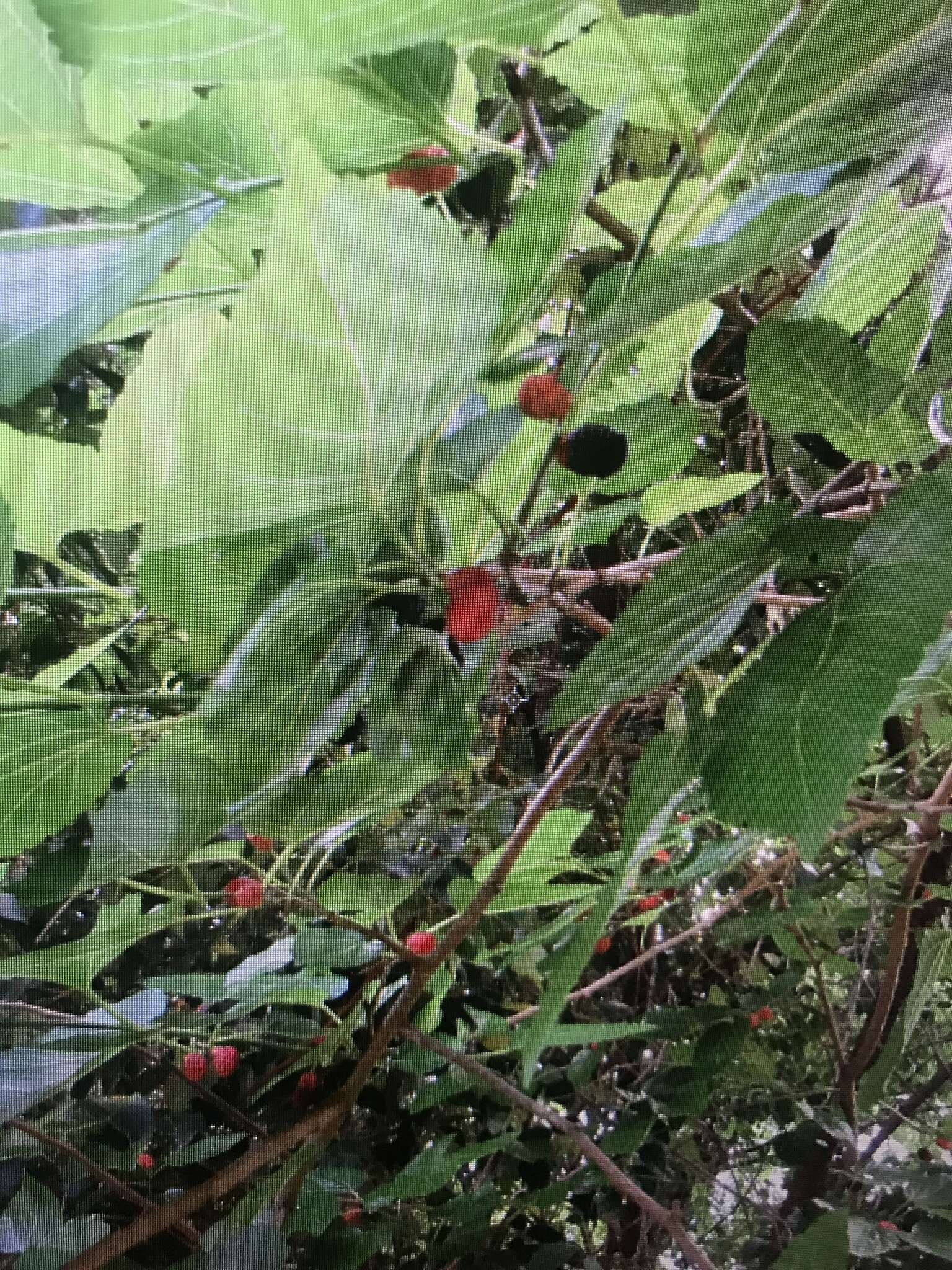 Image of black mulberry