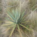 Image of Aloe capitata var. angavoana J.-P. Castillon