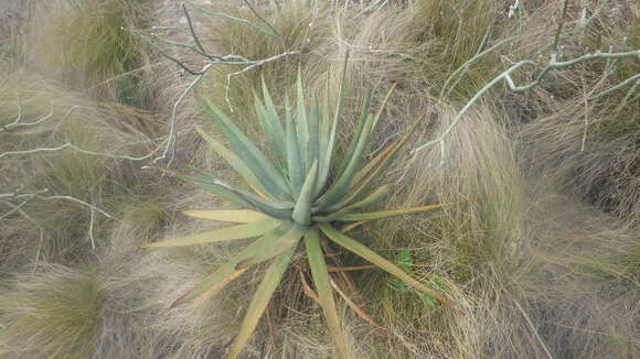 Image of Aloe capitata var. angavoana J.-P. Castillon